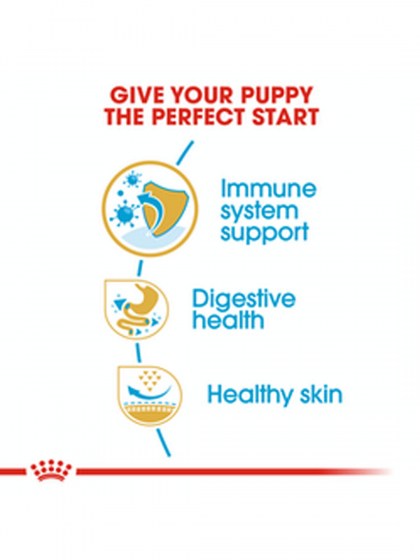 BHN FRENCH BULLDOG PUPPY 3K_web4